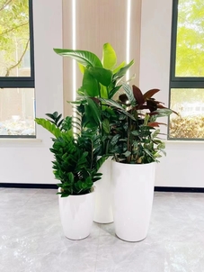 慈溪花卉租赁方案